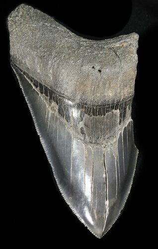 Partial, Serrated, Fossil Megalodon Tooth #47608